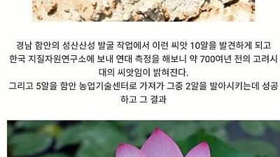 700년만의 씨 발아