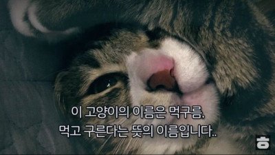 이 고양이의 이름은 먹구름입니다