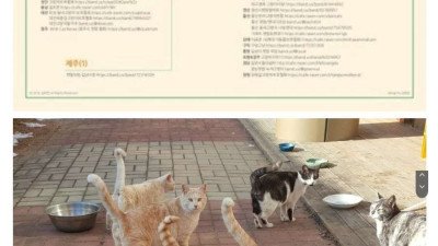 이제는 공론화가 필요한...캣맘 문제ㄷㄷ