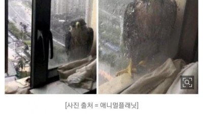 요즘 뉴스 기사 수준