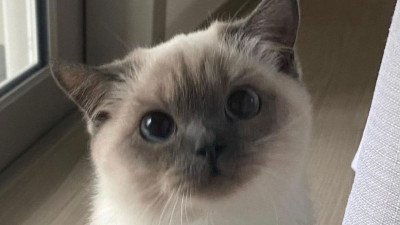 자꾸 나를 감시하는 친구네집 고양이