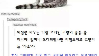 현존하는 가장 오래된 고양이 품종